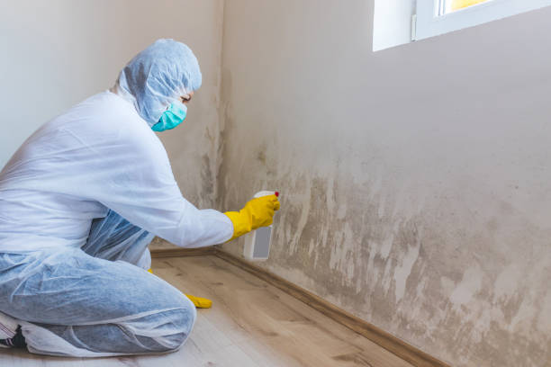 Licensed Basement Mold Remediation service in Hallieford, VA - 24 Hour Mold Removal