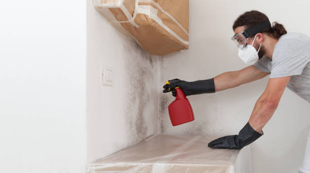 Professional Basement Mold Remediation technician working in Hallieford, VA