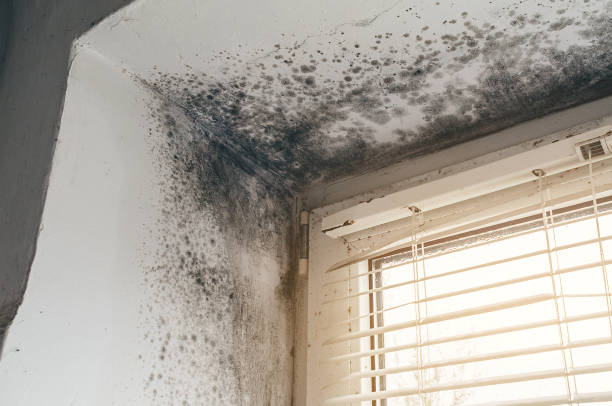 Affordable Basement Mold Remediation solutions in Hallieford, VA