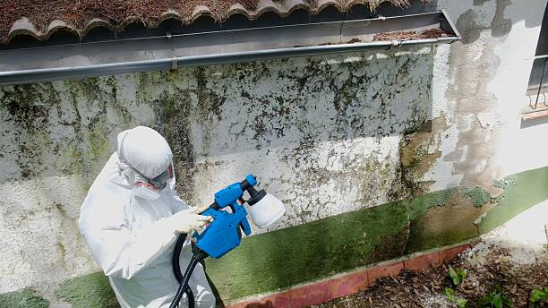 Top rated local Basement Mold Remediation specialists in Hallieford, VA